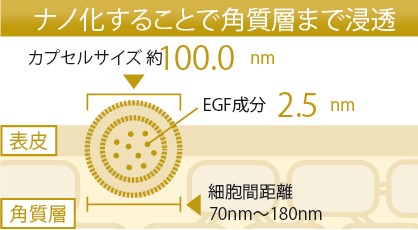 ナノ化することで角質層まで浸透